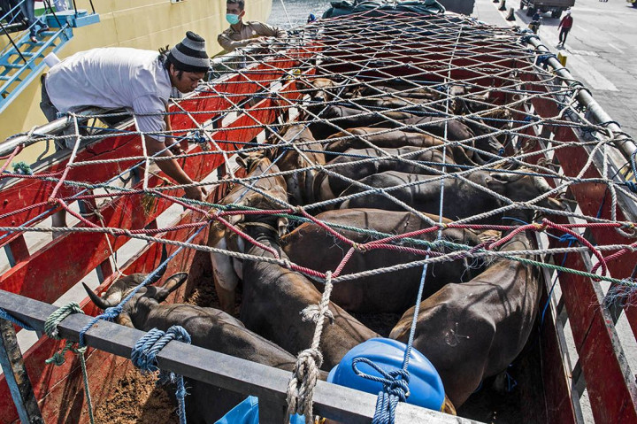 Ratusan Sapi Lokal Tiba di Tanjung Priok