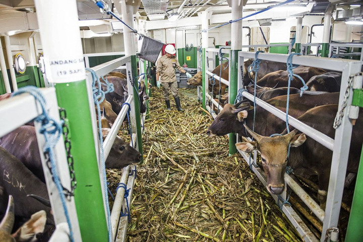 Ratusan Sapi Lokal Tiba di Tanjung Priok