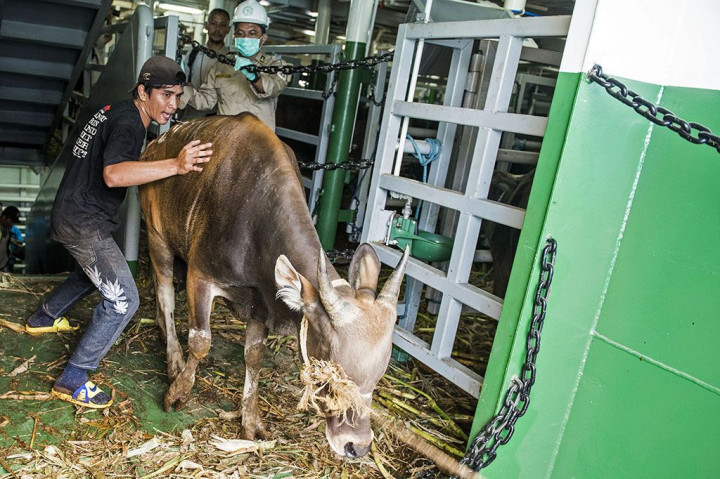 Ratusan Sapi Lokal Tiba di Tanjung Priok