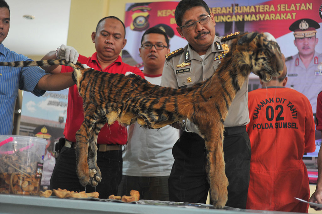 Polda Sumsel Gagalkan Perdagangan Kulit Harimau Sumatera