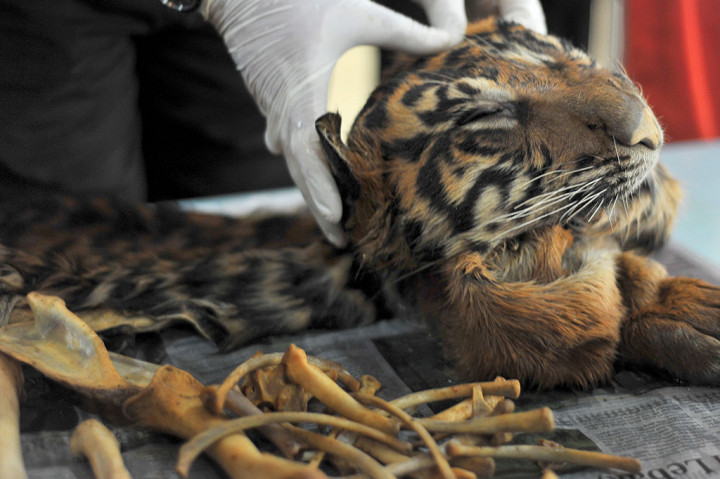 Polda Sumsel Gagalkan Perdagangan Kulit Harimau Sumatera