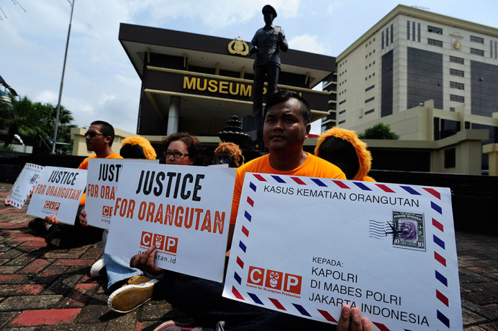 Polri Dituntut Segera Usut Kasus Matinya Orang Utan