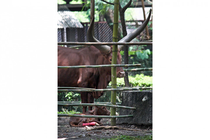 Koleksi Watusi Kebun Binatang Surabaya Bertambah