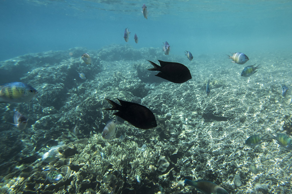 Mengintip Jernihnya Air Laut di Pantai Sulamadaha