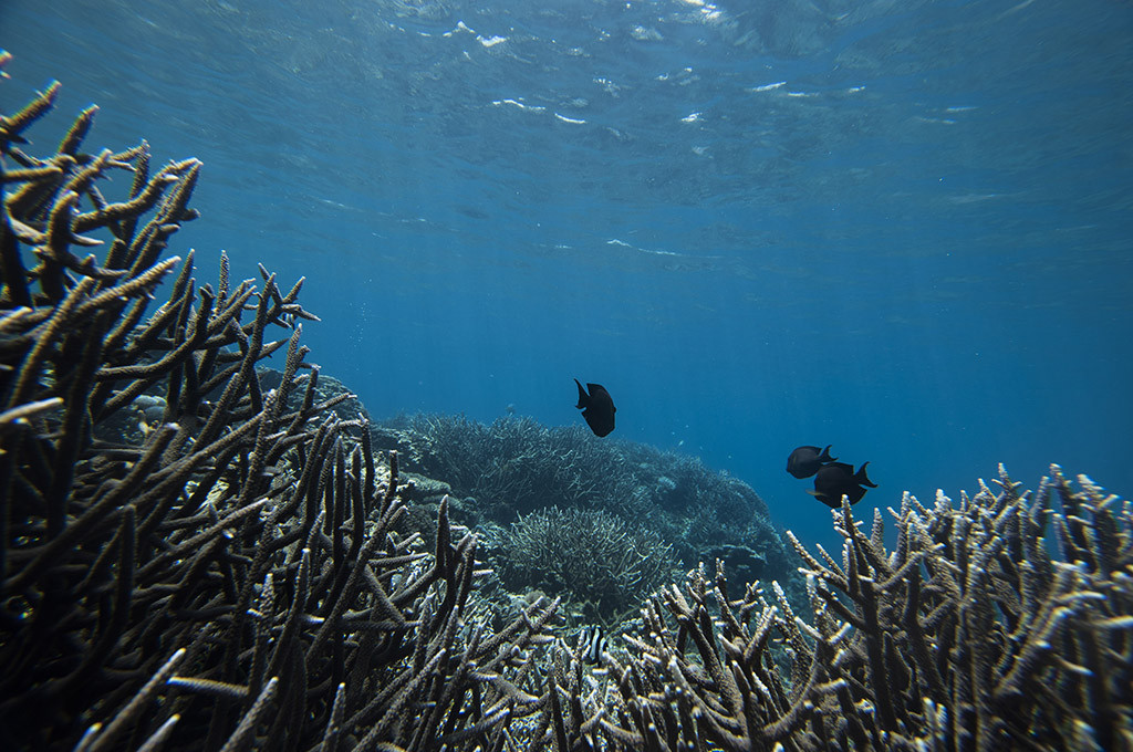 Mengintip Jernihnya Air Laut di Pantai Sulamadaha