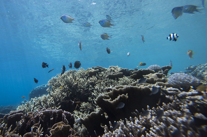 Mengintip Jernihnya Air Laut di Pantai Sulamadaha