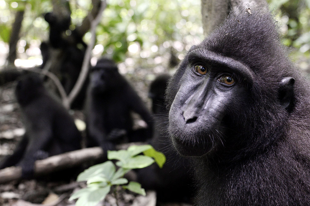 Yaki, Fauna Endemik dari Sulawesi Utara