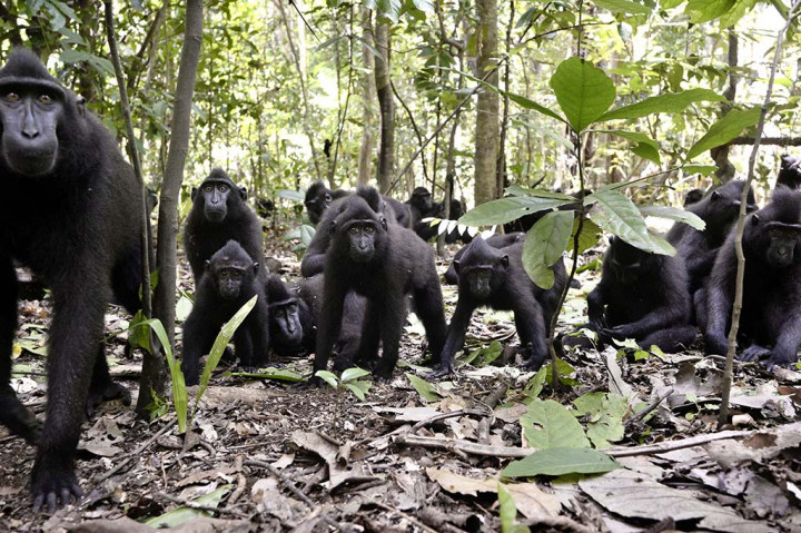 Yaki, Fauna Endemik dari Sulawesi Utara