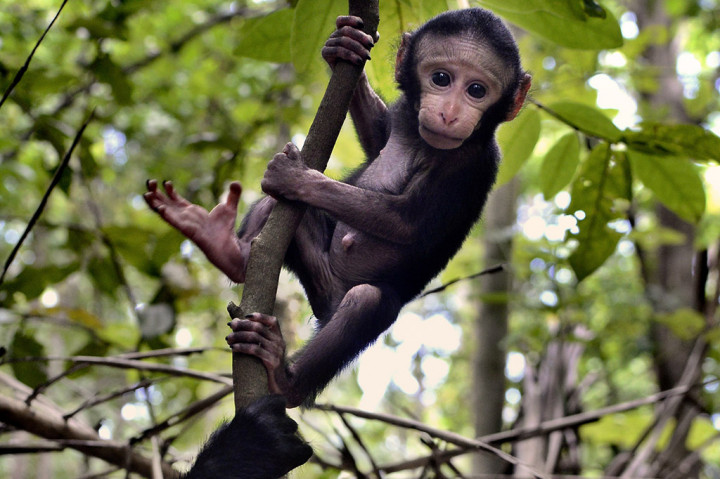 Yaki, Fauna Endemik dari Sulawesi Utara
