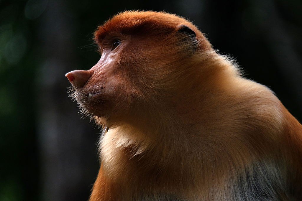 Bekantan, Primata Hidung Panjang dari Kalimantan
