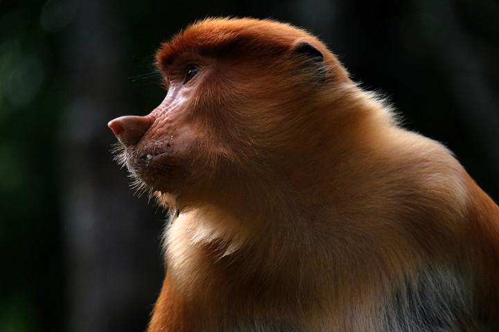 Bekantan, Primata Hidung Panjang dari Kalimantan