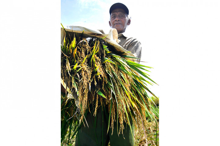 Harga Gabah di Pandeglang Alami Penurunan