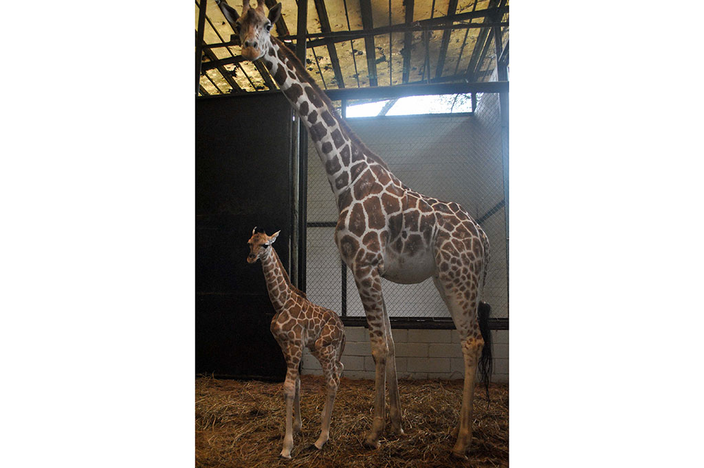 Kelahiran Anak Jerapah di Taman Safari Indonesia