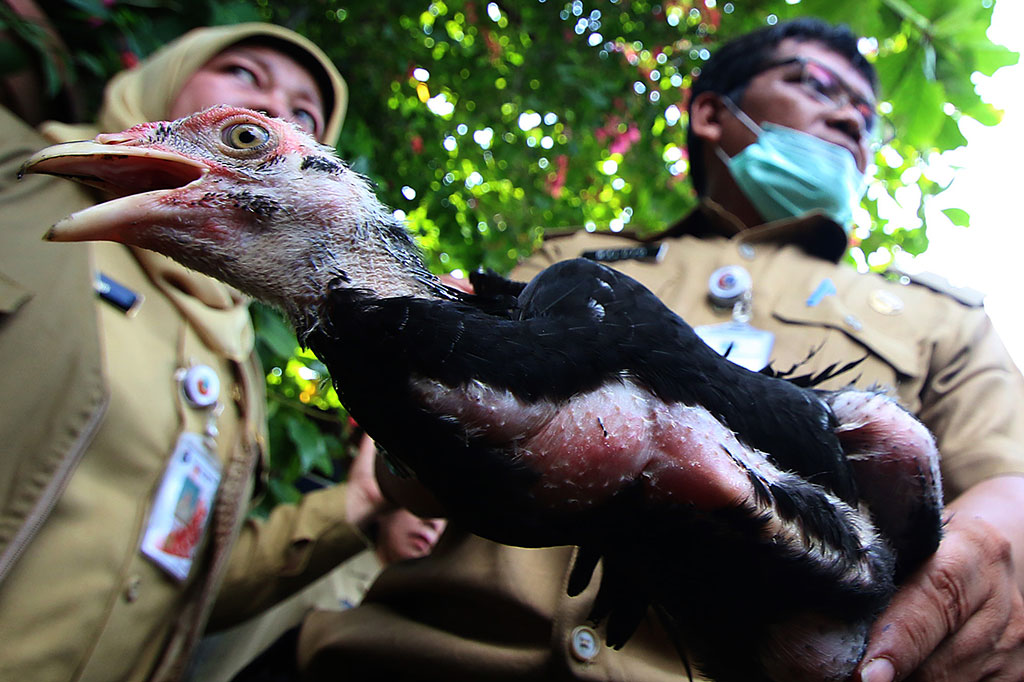 Razia Unggas Guna Antisipasi Flu Burung