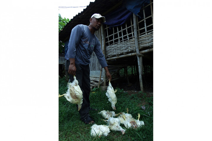 Ratusan Ayam di Lamongan Mati Diduga Terserang Flu Burung