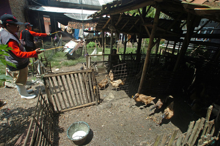 Cegah Flu Burung, Petugas Semprot Disinfektan
