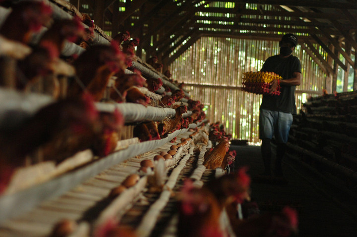 Isu Flu Burung, Harga Telur Ayam Turun