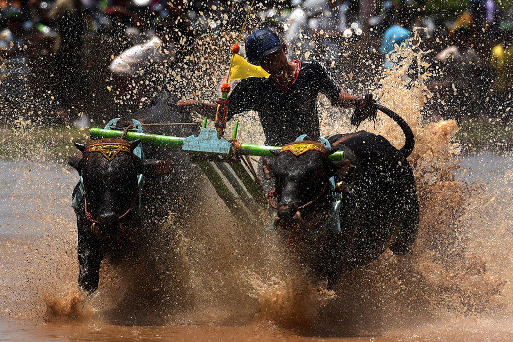 Masuki Musim Tanam, Karapan Sapi Brujul Digelar di Probolinggo