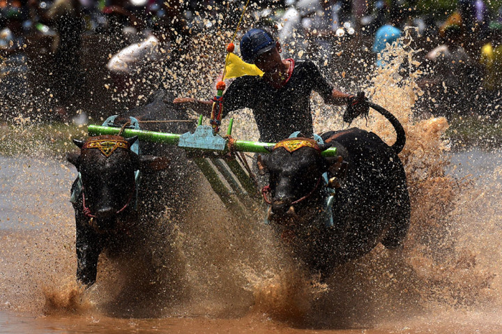 Masuki Musim Tanam, Karapan Sapi Brujul Digelar di Probolinggo