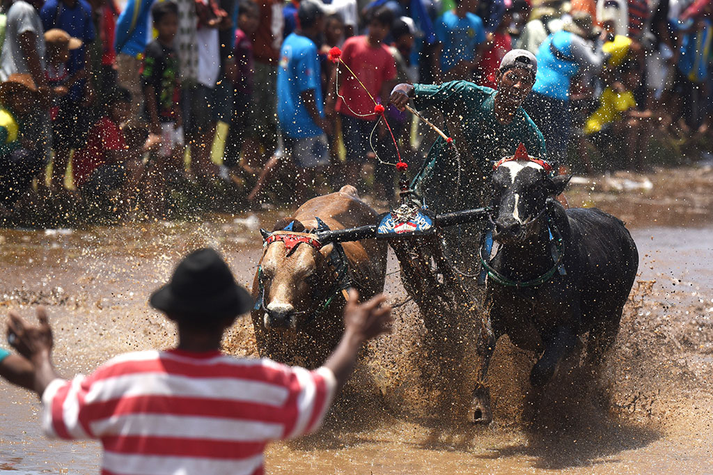 Masuki Musim Tanam, Karapan Sapi Brujul Digelar di Probolinggo