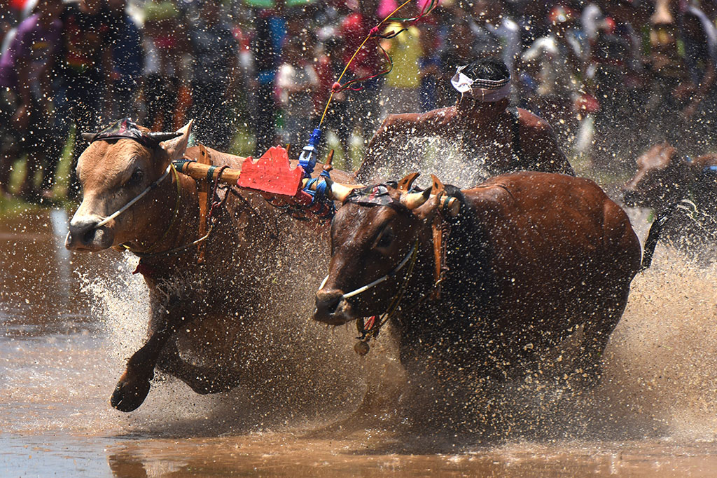 Masuki Musim Tanam, Karapan Sapi Brujul Digelar di Probolinggo