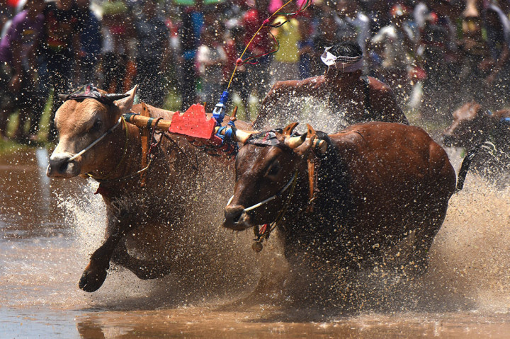 Masuki Musim Tanam, Karapan Sapi Brujul Digelar di Probolinggo