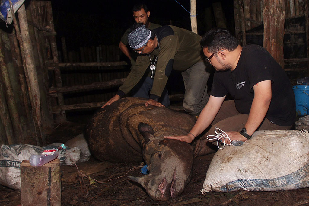Badak Sumatera yang Ditemukan di Kutai Mati Akibat Infeksi