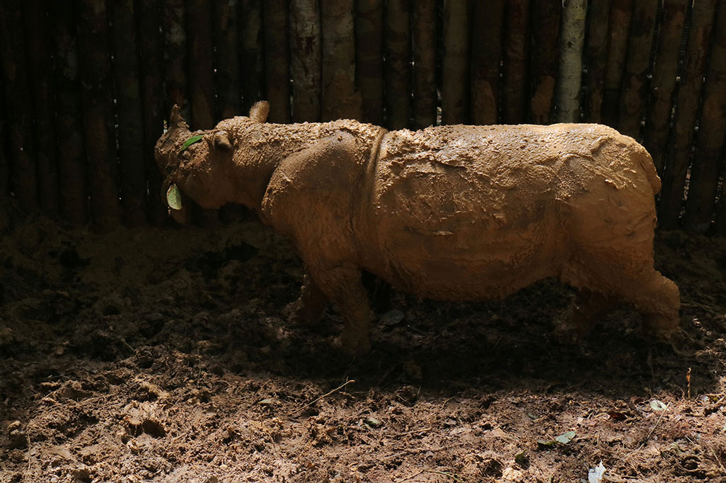 Badak Sumatera yang Ditemukan di Kutai Mati Akibat Infeksi