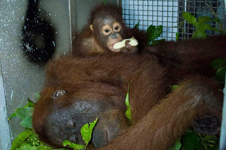 Bayi orang utan memeluk induknya yang pingsan setelah ditembak obat bius sebelum dilepasliarkan, di pusat konservasi Yayasan Inisiasi Alam Rehabilitasi Indonesia (YIARI) Ketapang, Kalbar, Senin (4/4/2016).