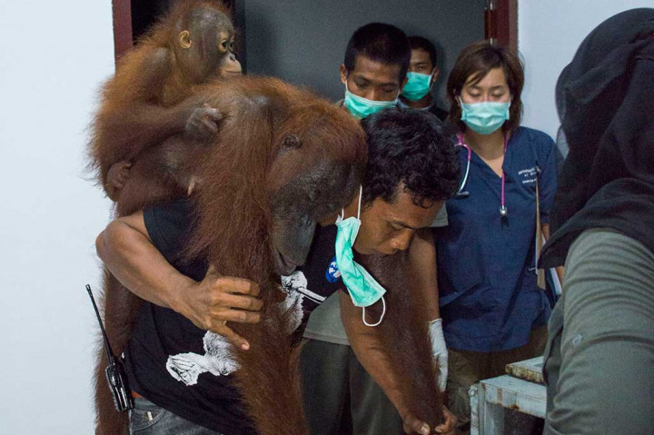 Tim medis menggendong induk orang utan betina beserta anaknya yang akan dilepasliarkan.