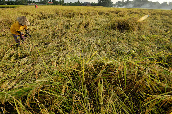 Padi Diterjang Angin Kencang, Petani Gowa Panen Lebih Awal