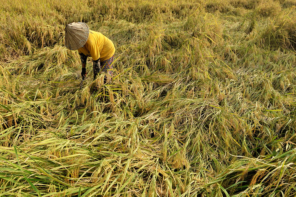 Padi Diterjang Angin Kencang, Petani Gowa Panen Lebih Awal