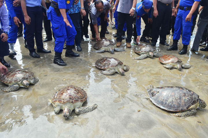 Penyu Hijau Selundupan Kembali Dilepas ke Laut