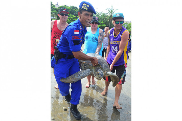 Penyu Hijau Selundupan Kembali Dilepas ke Laut