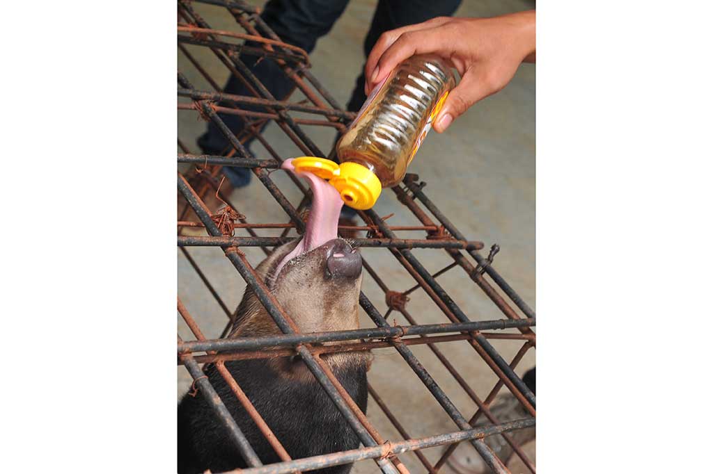 BKSDA Sumsel Terima Hewan Langka