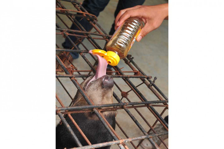 BKSDA Sumsel Terima Hewan Langka