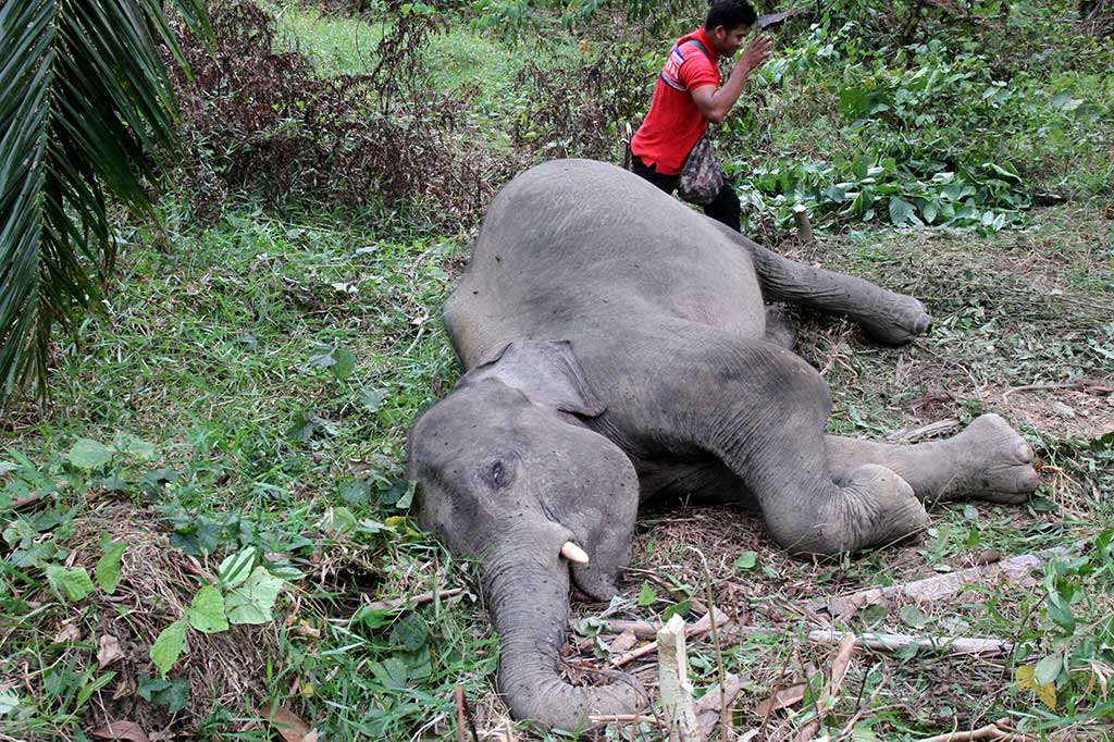 Seekor Gajah Sumatra Ditemukan Mati di Aceh Timur