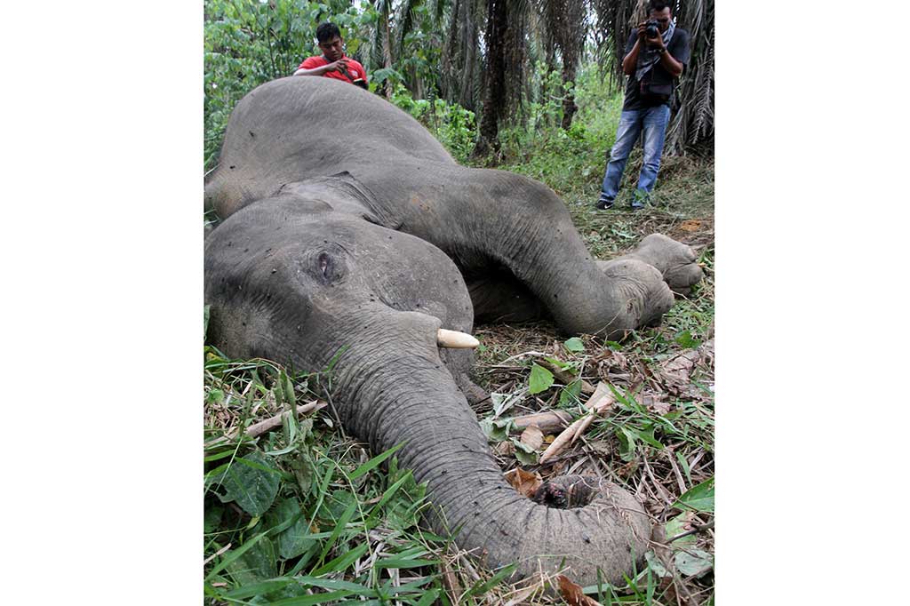 Seekor Gajah Sumatra Ditemukan Mati di Aceh Timur