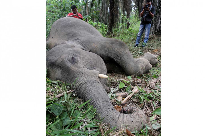 Seekor Gajah Sumatra Ditemukan Mati di Aceh Timur