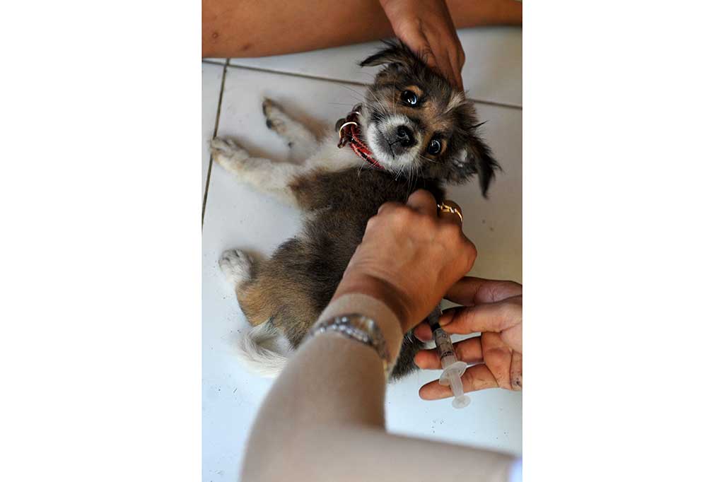 Vaksinasi Rabies Tahap VII Dimulai