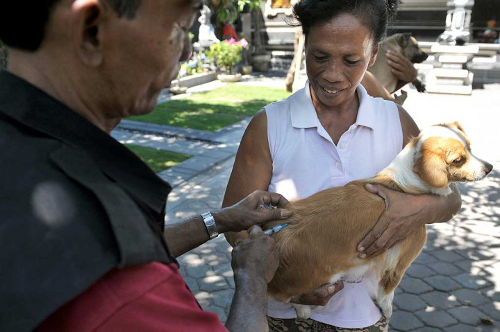 Vaksinasi Rabies Tahap VII Dimulai