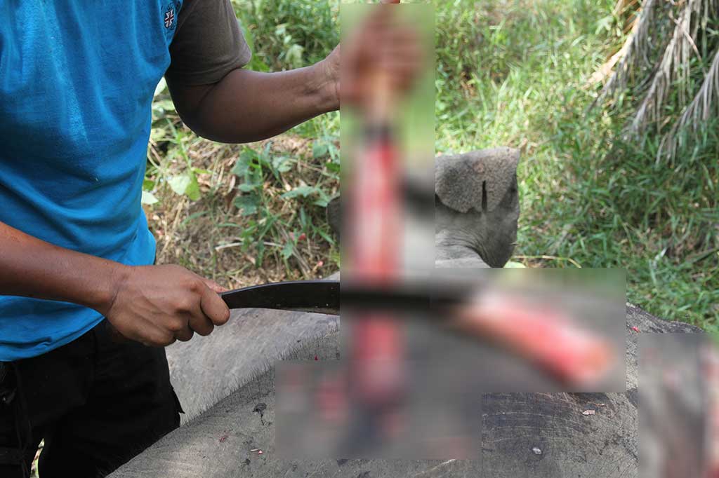 Petugas BKSDA Amankan Gading Dari Gajah Mati