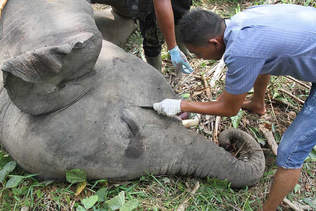 Petugas BKSDA Amankan Gading Dari Gajah Mati