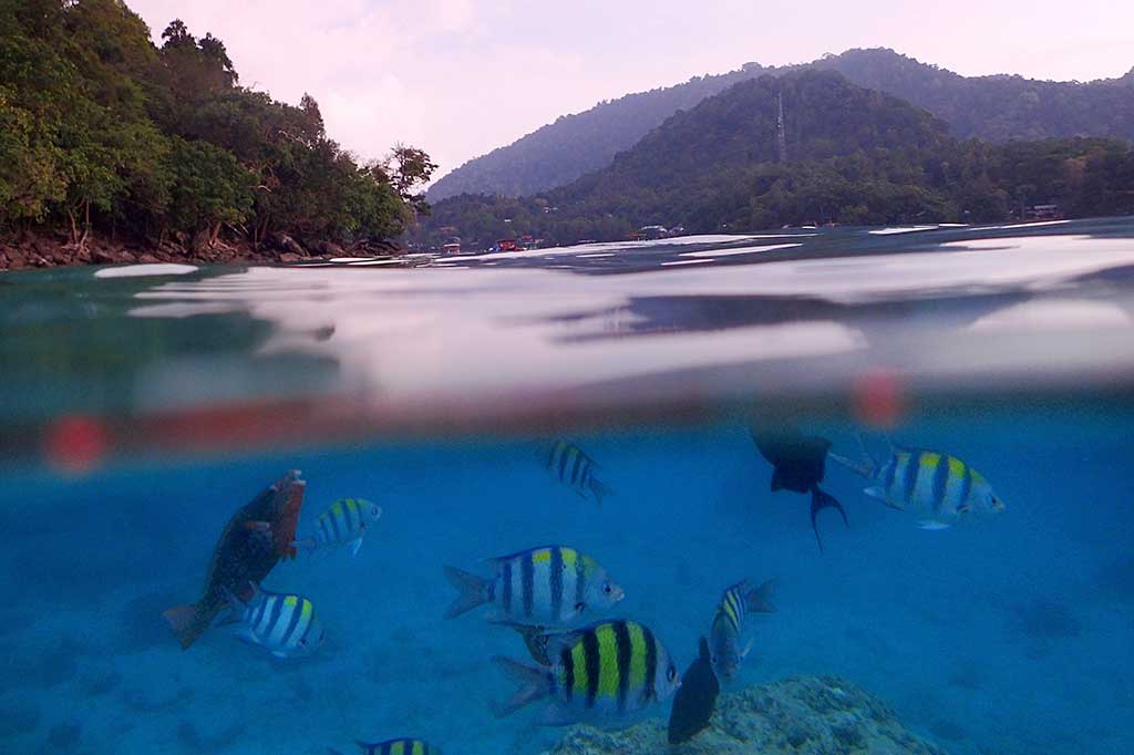 Pesona Bawah Laut Pulau Rubiah