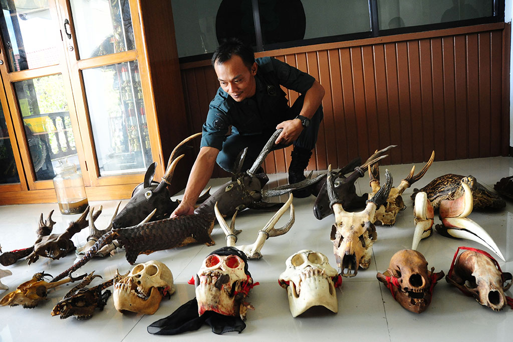 Petugas Sita Satwa Dilindungi yang Diawetkan