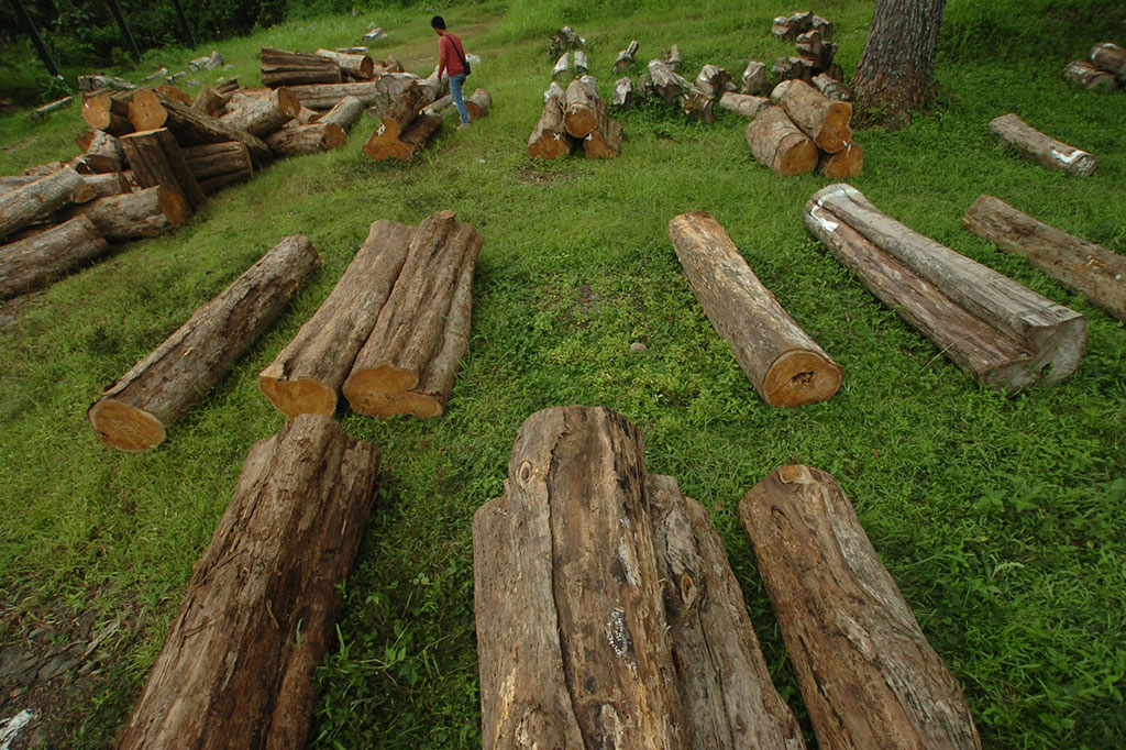 Volume Produksi Kayu Perhutani Menurun