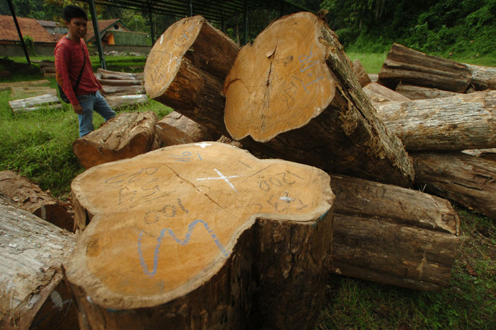 Volume Produksi Kayu Perhutani Menurun
