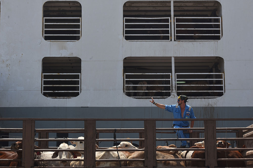 2 Ribu Sapi Indukan dari Australia Tiba di Surabaya