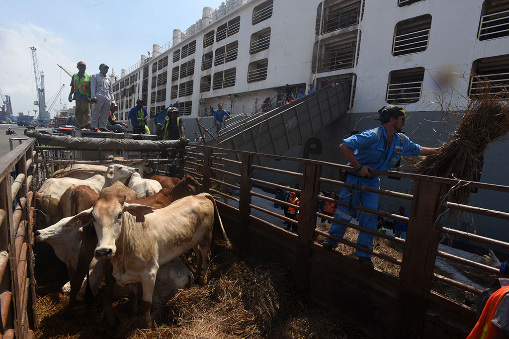 2 Ribu Sapi Indukan dari Australia Tiba di Surabaya