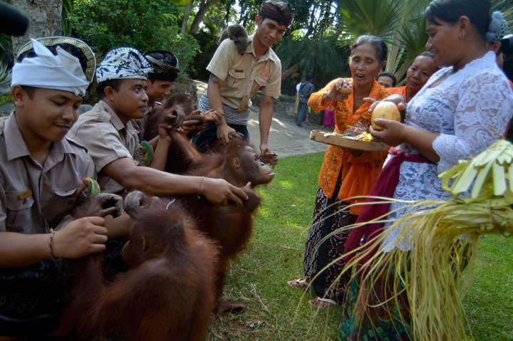 Ritual Tumpek Kandang